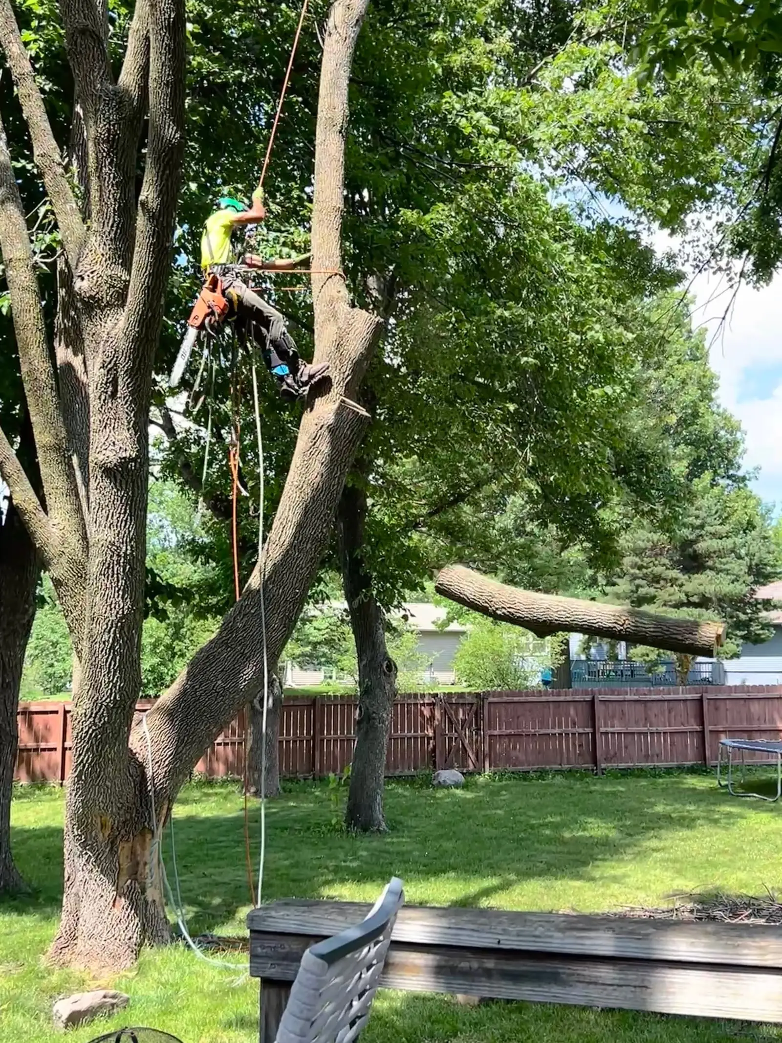 Tyler roped into a large tree, lowering a cut limb on a line