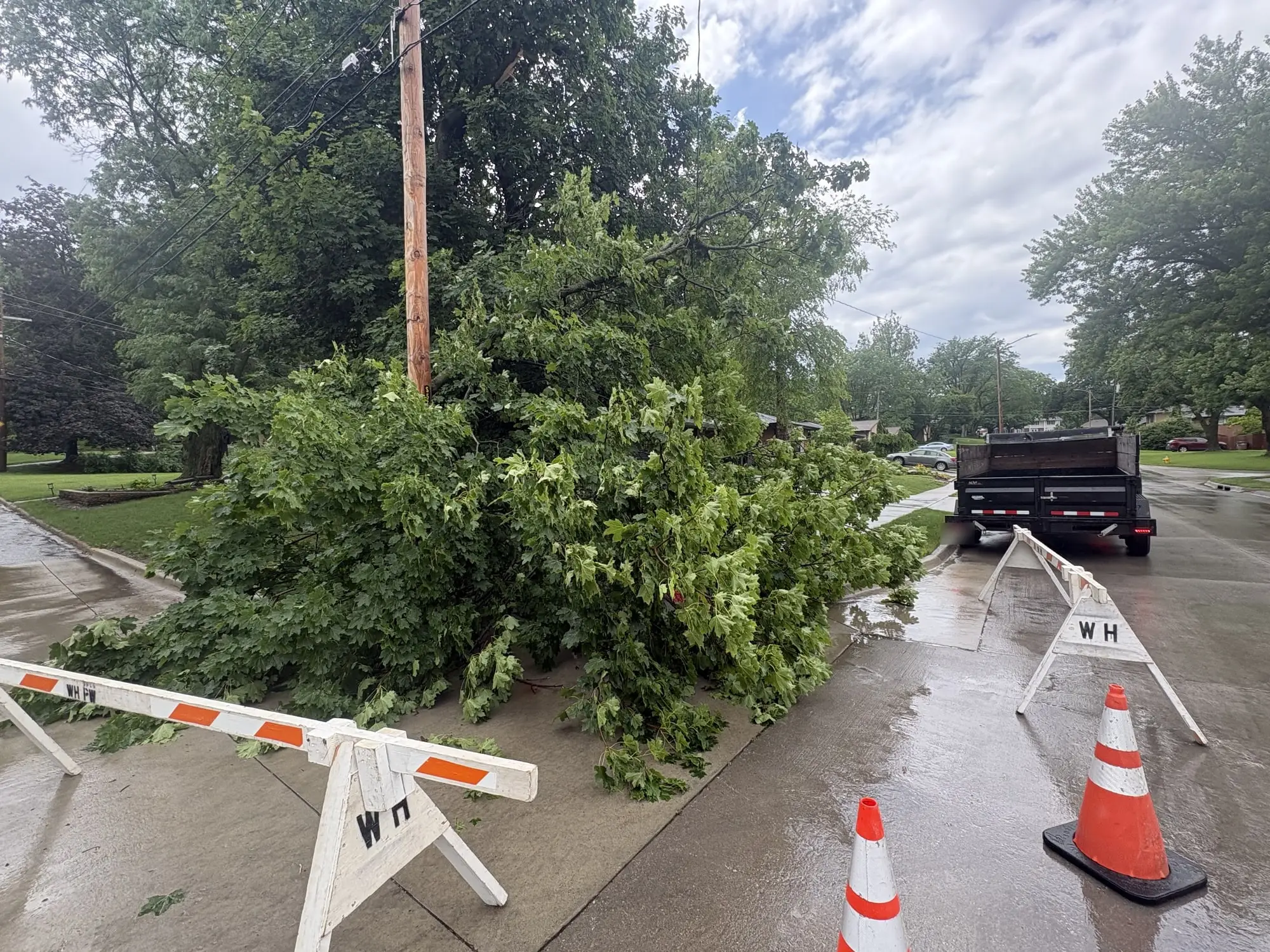 A storm-downed tree across a residential street, barricades and cones out, Rooted's dump trailer pulled up